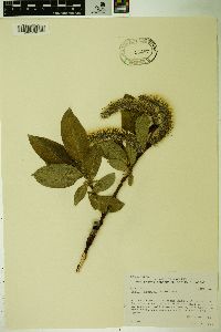 Salix tweedyi image