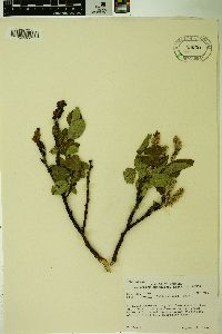 Salix tweedyi image