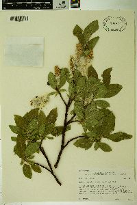 Salix tweedyi image