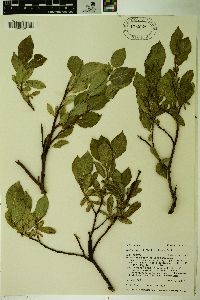 Salix tweedyi image