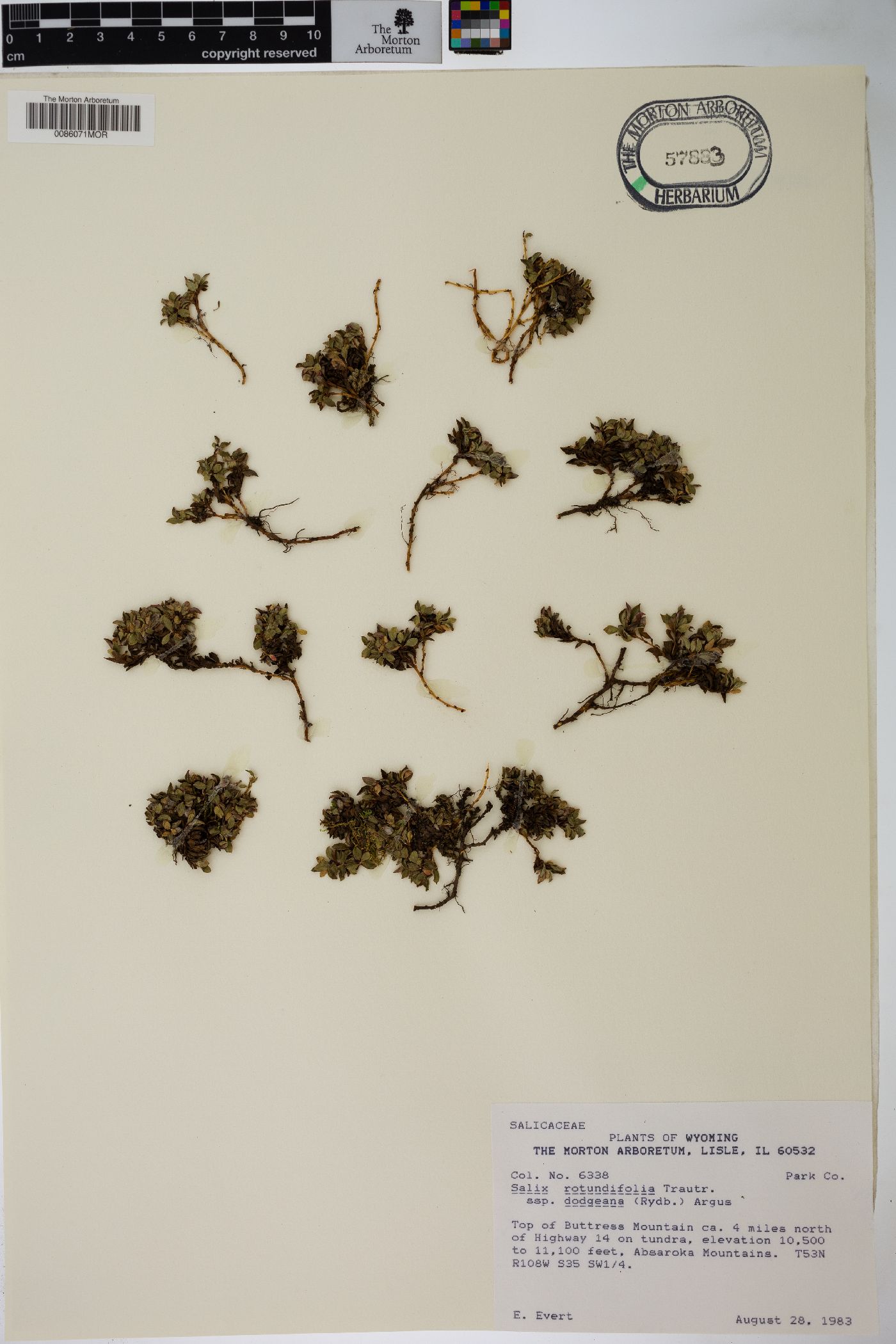 Salix rotundifolia subsp. dodgeana image