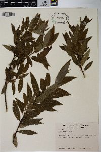 Salix rigida image