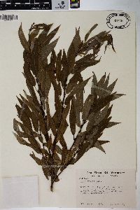 Salix rigida image