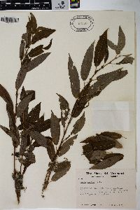 Salix rigida image