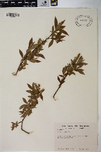 Salix rigida image