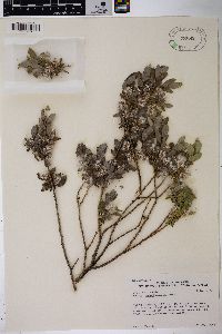 Salix brachycarpa image