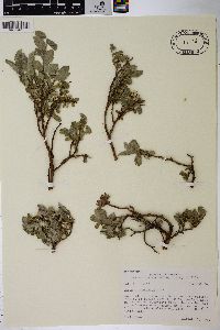 Salix brachycarpa image