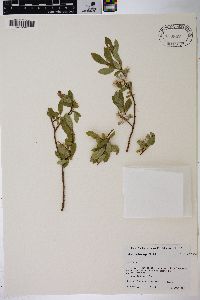 Salix brachycarpa image