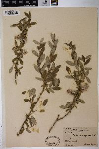 Salix brachycarpa image