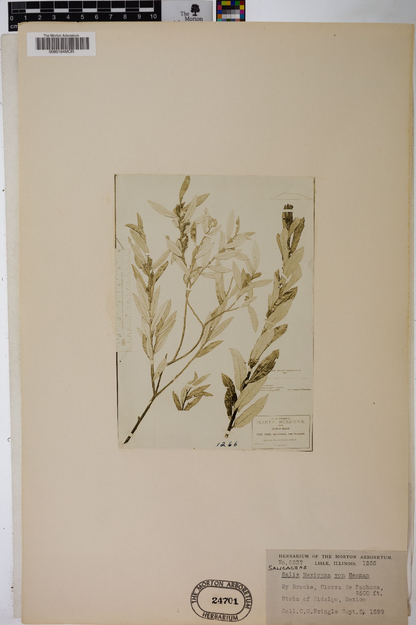 Salix mexicana image