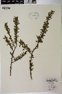 Salix matsudana image