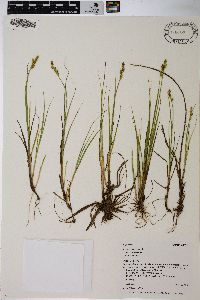 Carex canescens var. canescens image