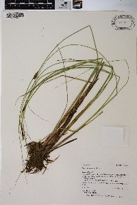 Carex lasiocarpa image