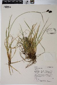 Carex chalciolepis image