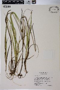 Carex wiegandii image