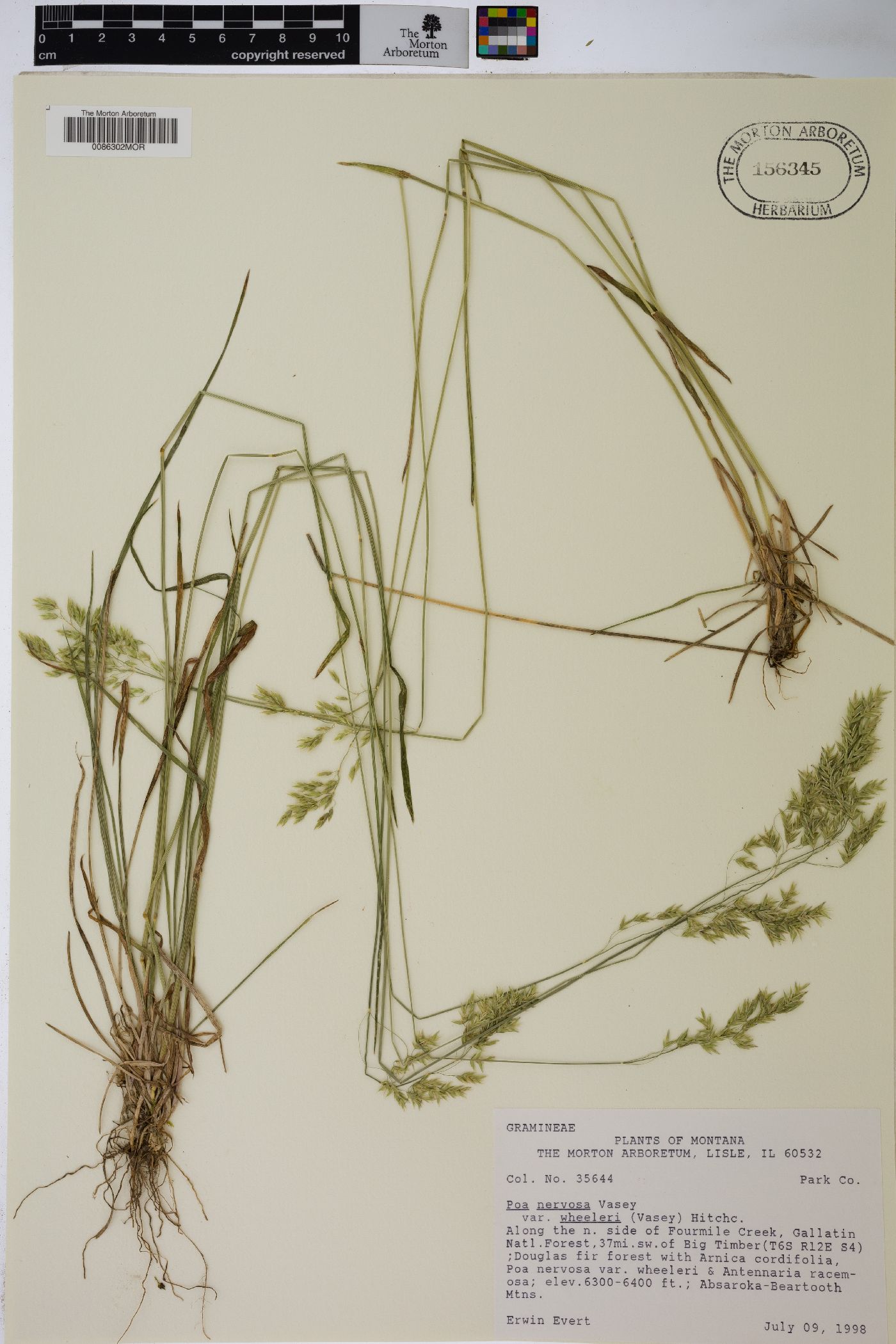 Poa wheeleri image