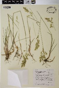 Poa wheeleri image