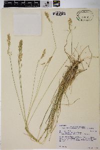 Poa wheeleri image