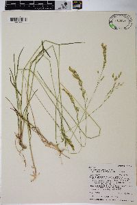 Poa wheeleri image