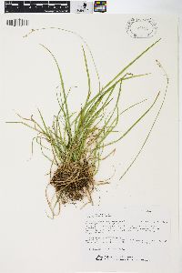 Carex deweyana image