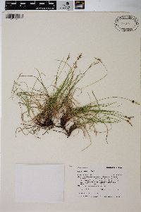 Carex rossii image