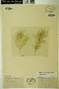 Poa secunda var. juncifolia image