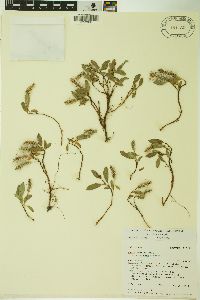 Salix petrophila image