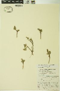 Salix petrophila image