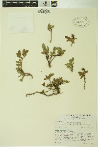 Salix petrophila image