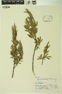 Salix geyeriana image