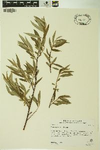 Salix geyeriana image