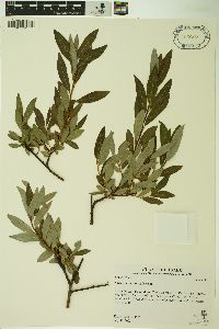 Salix geyeriana image