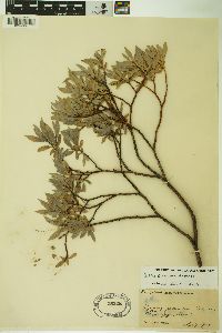 Salix geyeriana image