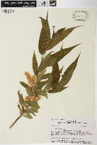 Salix lasiandra image