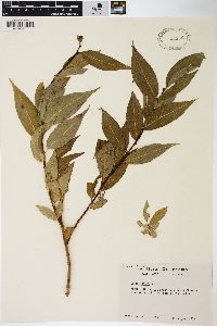 Salix lucida image