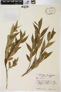 Salix lucida image