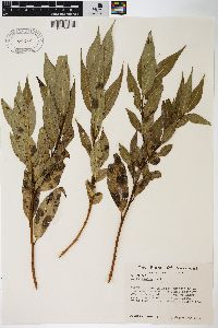 Salix lucida image