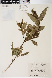 Salix lucida image