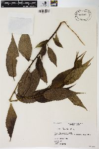 Salix lucida image