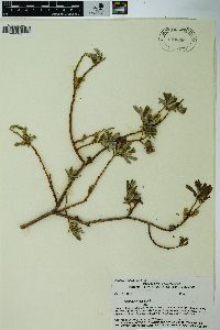 Salix lasiolepis image