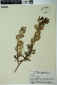 Salix lasiolepis image