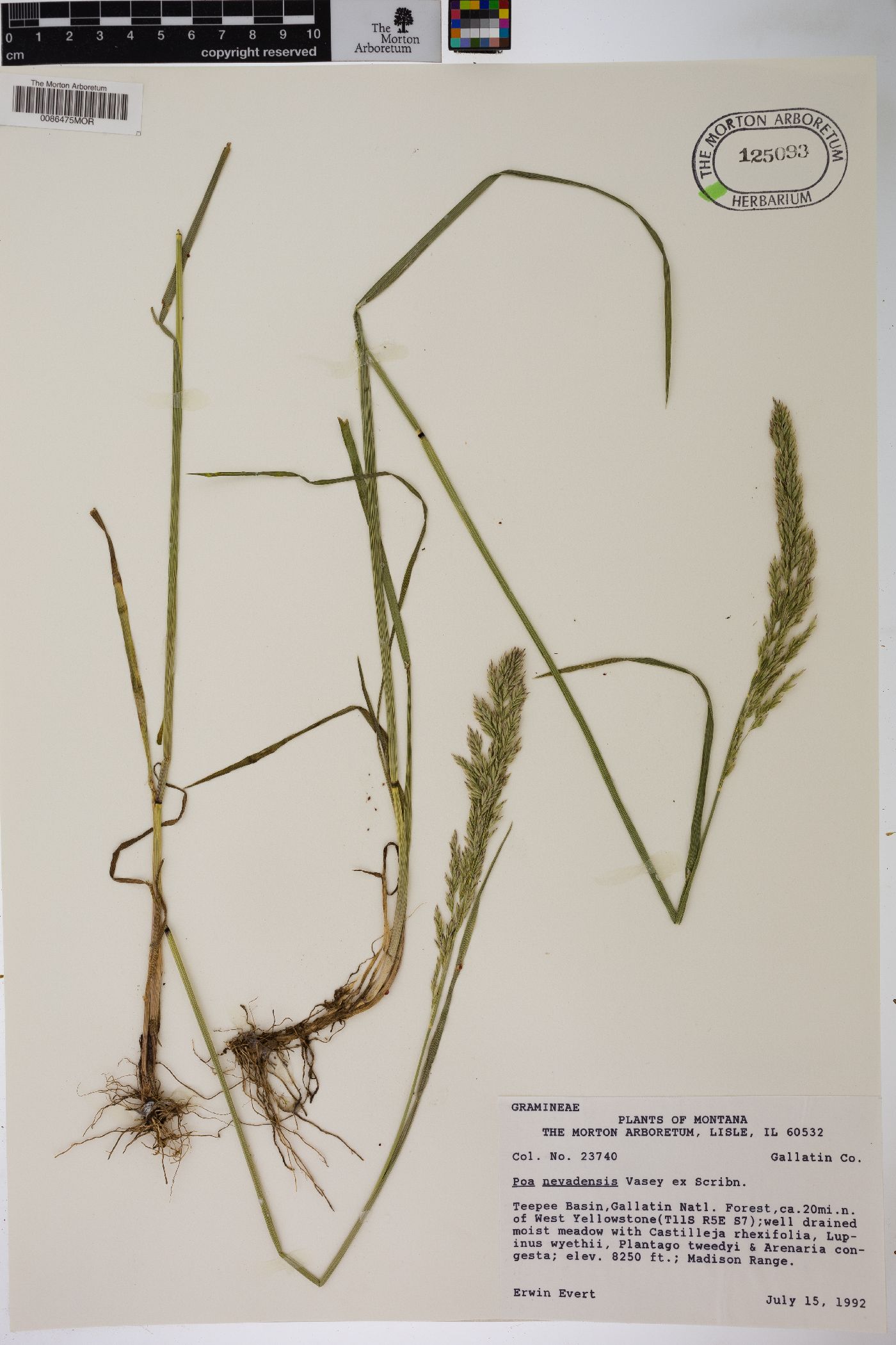 Poa secunda var. nevadensis image