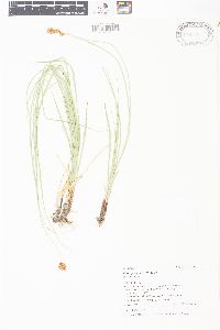 Carex praegracilis image