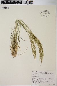 Poa secunda var. ampla image