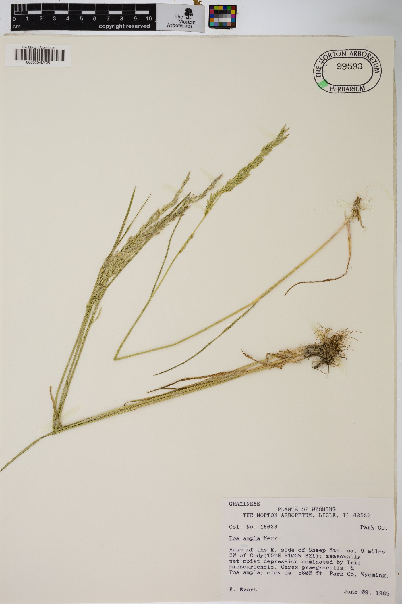 Poa secunda var. ampla image