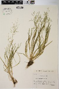 Image of Poa crassinervis