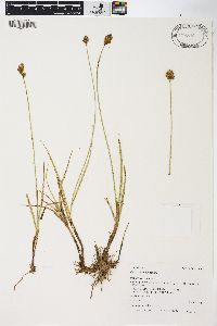 Carex praticola image