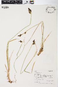 Carex raynoldsii image