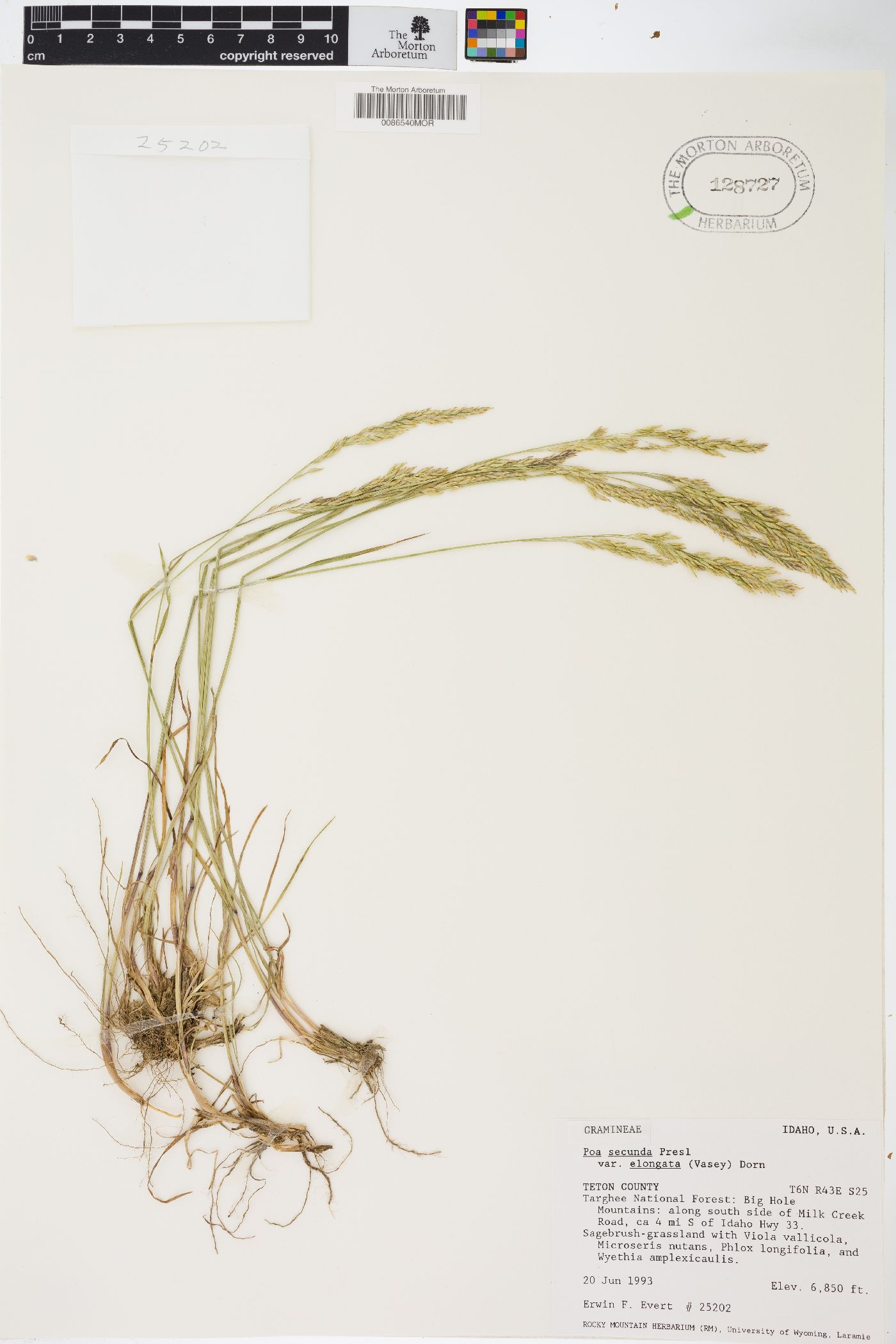 Poa secunda var. secunda image