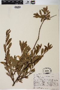 Salix melanopsis image